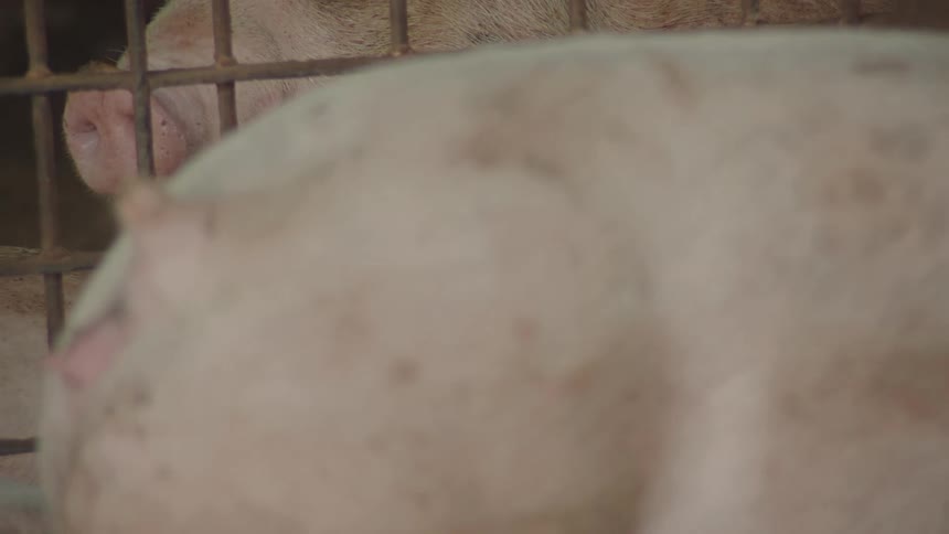 Pink sows move around inside of swine pens