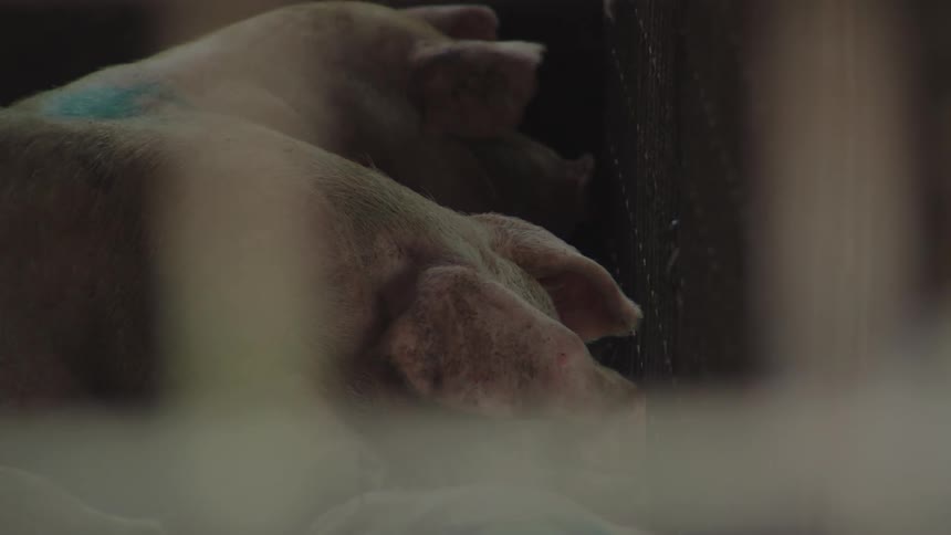 Pigs marked with blue dye eat inside a building during the daytime