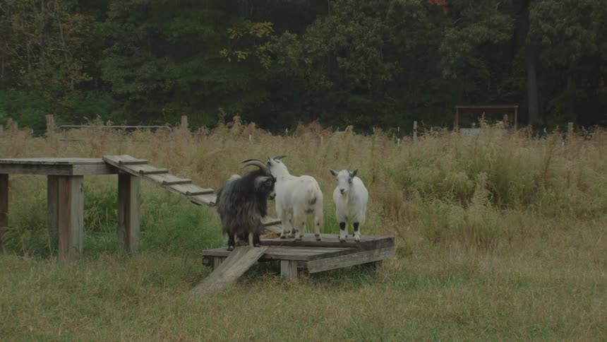 Three goats one dark and two white stand on a wooden platform in a tall grassy field with trees in the background