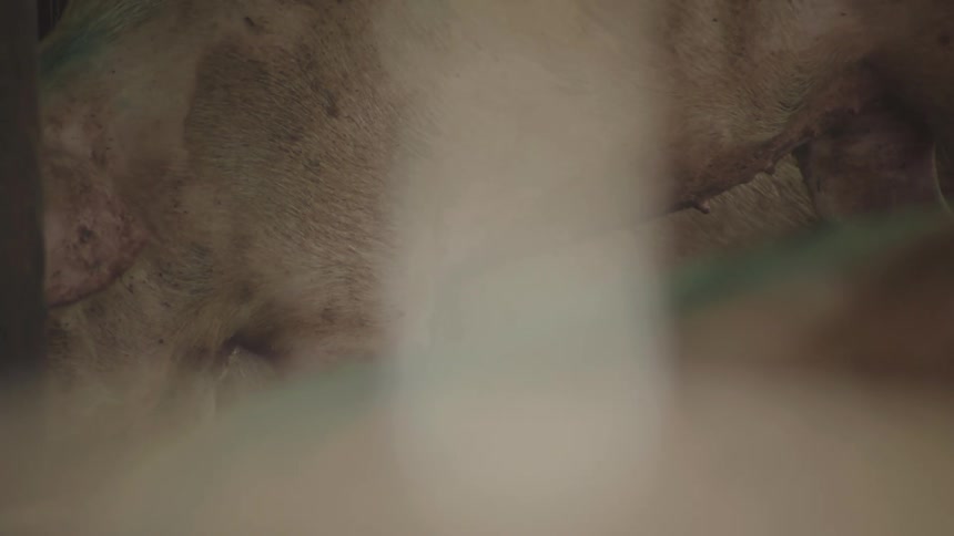 Through a blurry foreground a close up shot reveals several large pigs lying together in a dimly lit enclosure