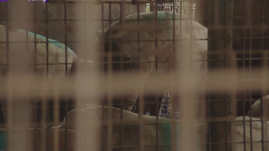 Pigs walk around and play in a cage surrounded by other cages