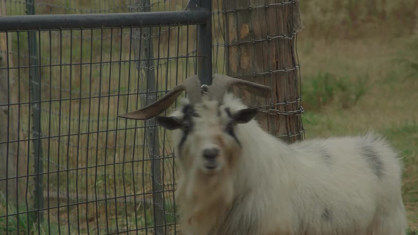 A white goat with curved horns stands in profile beside a wire fence on a dry grassy farm
