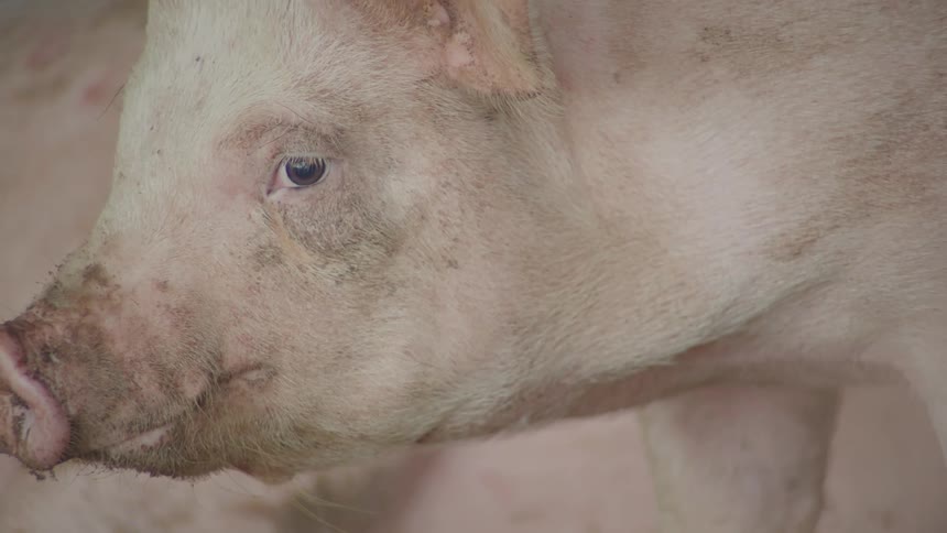 A muddy pig looks directly at the camera in a closeup shot