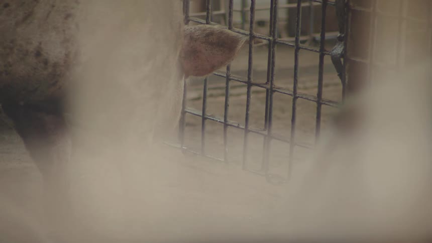 Three pigs walk around in a small cage surrounded by other cages
