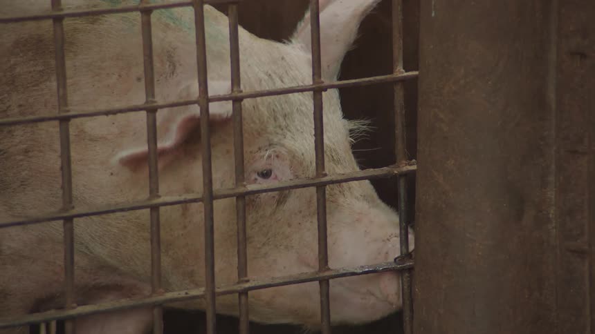 Pig licking wood post inside a corral