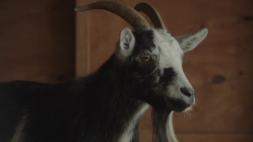 A goat with black white and gray fur and prominent horns stares directly at the viewer from a dimly lit wooden interior