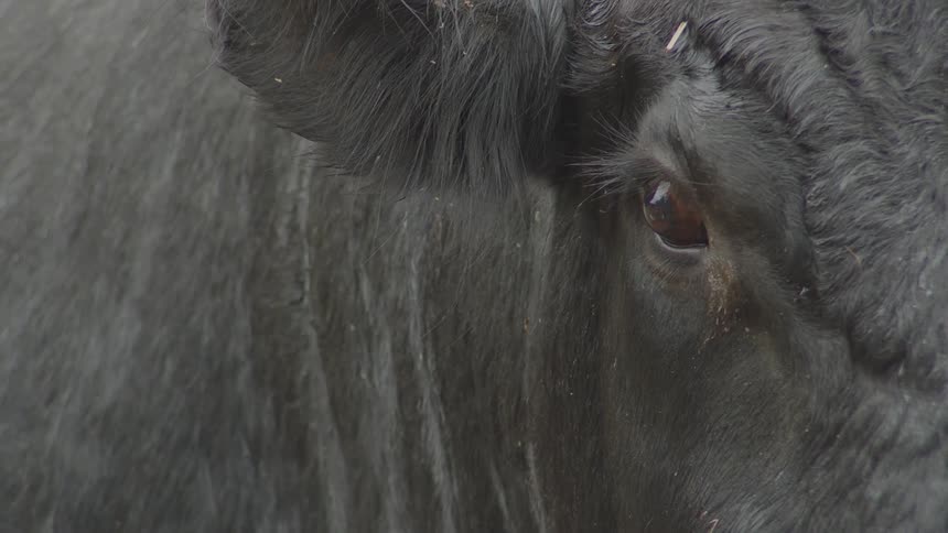 A gray cow shows half of its face up close as it stares at something wide eyed