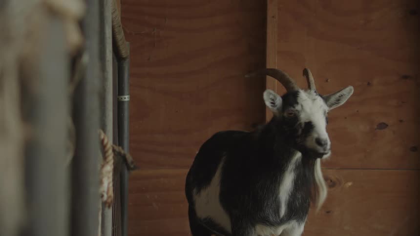 Goat with long beard standing in an indoor corral chewing cud