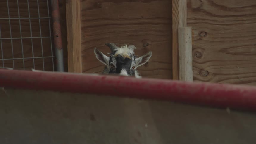 A goat is in a fenced in area at a rural farm