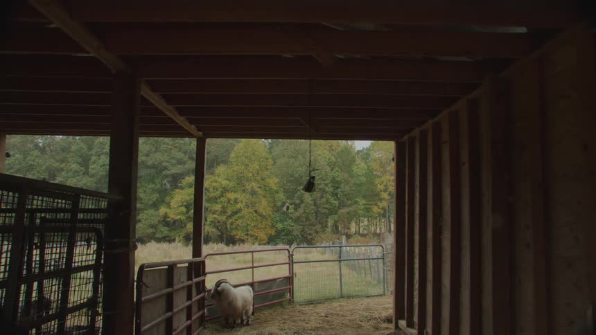 Goat next to a fence on a farm