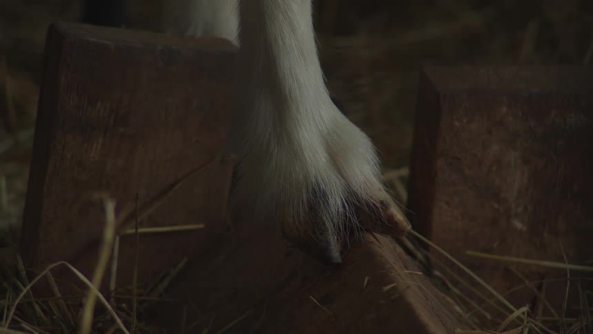 Close up of a white farm animals leg resting on wood in a farm
