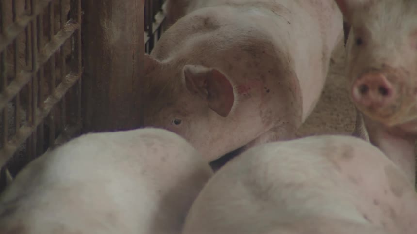 Pigs eating inside a pig pen on a farm
