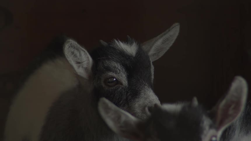 Several baby goats stand together