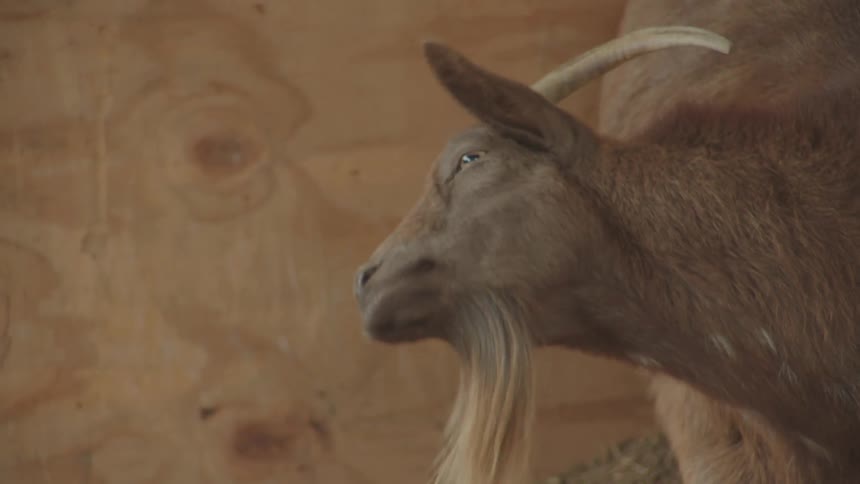 A brown goat with a long beard and curved horn looks intently to the side inside a wooden barn
