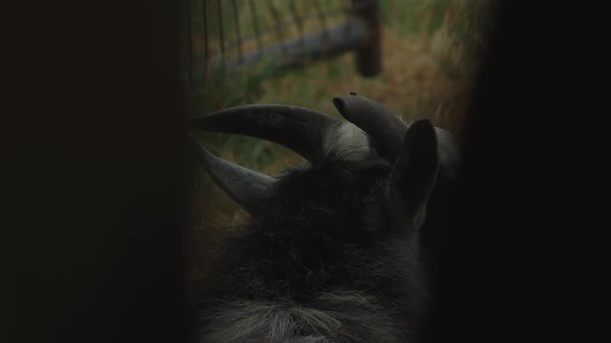 A goat with horns walks on a farmland at midday