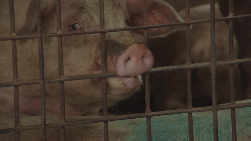 Several pigs in a pen