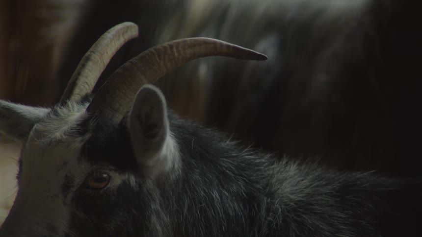 A closeup shot of a goat staring directly at the camera in a dimly lit barn
