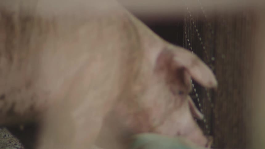 Pigs eat from the floor in a pen house at midday