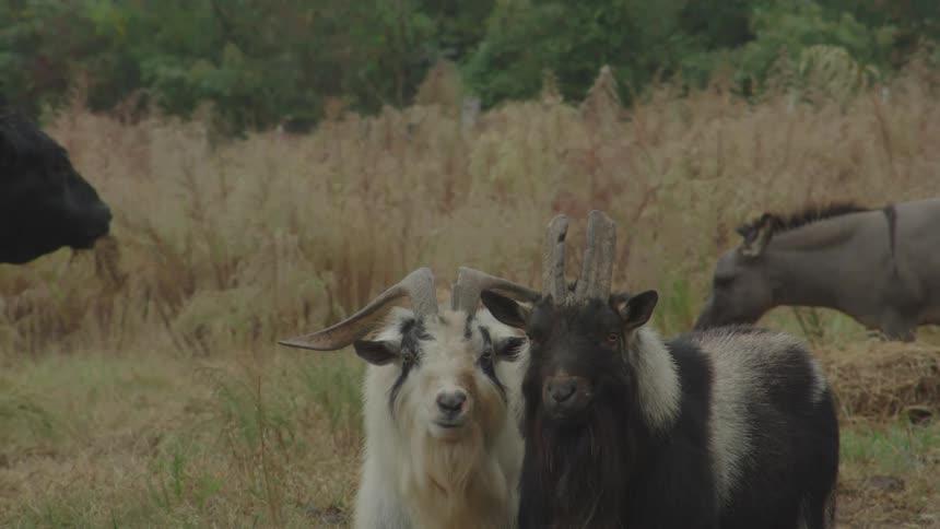 Mountain goats stand in front of a grazing donkey and cow
