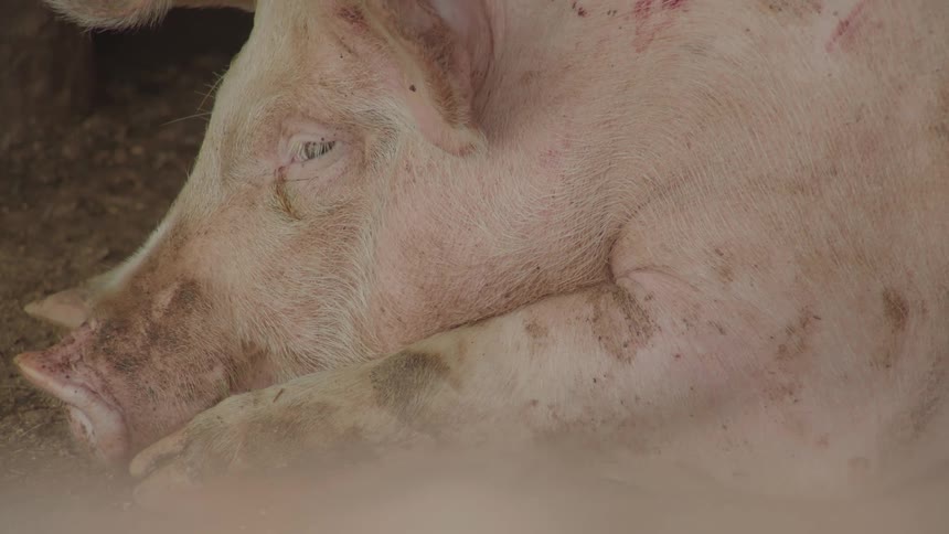 The pig is laying in the dirt