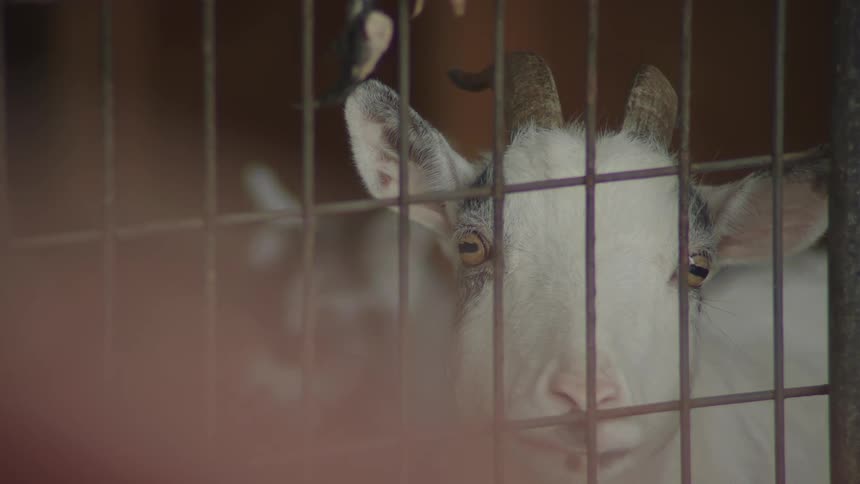 A couple goats in a pen