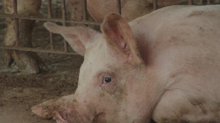 A pig lies on a dirt floor looking at the camera while a second pig snuffles in the dirt