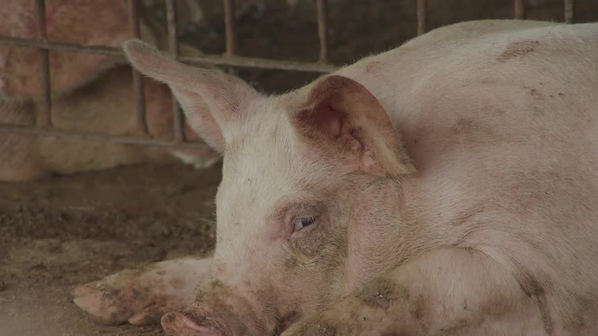 The pigs are resting in the cage