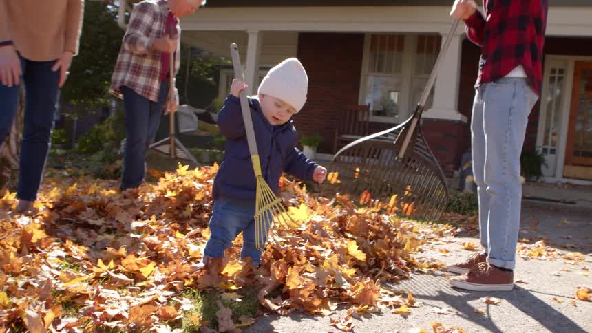 A family of four including a toddler rakes leaves in the front yard with rakes at midday
