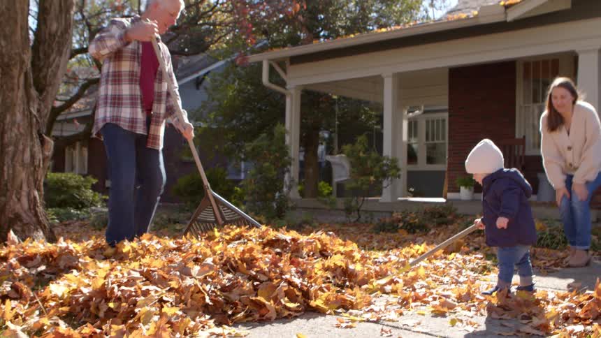 A toddler helps his grandfather rake leaves while his mother looks on