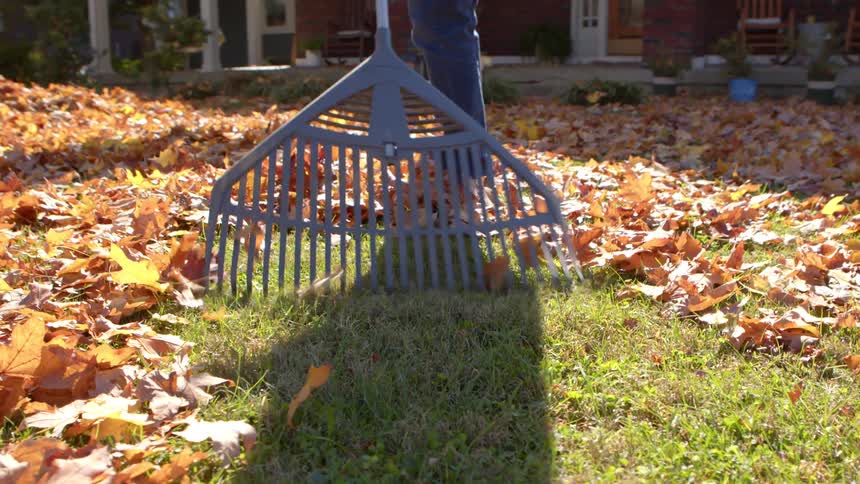 A person rakes a large amount of fallen leaves on the front lawn at midday