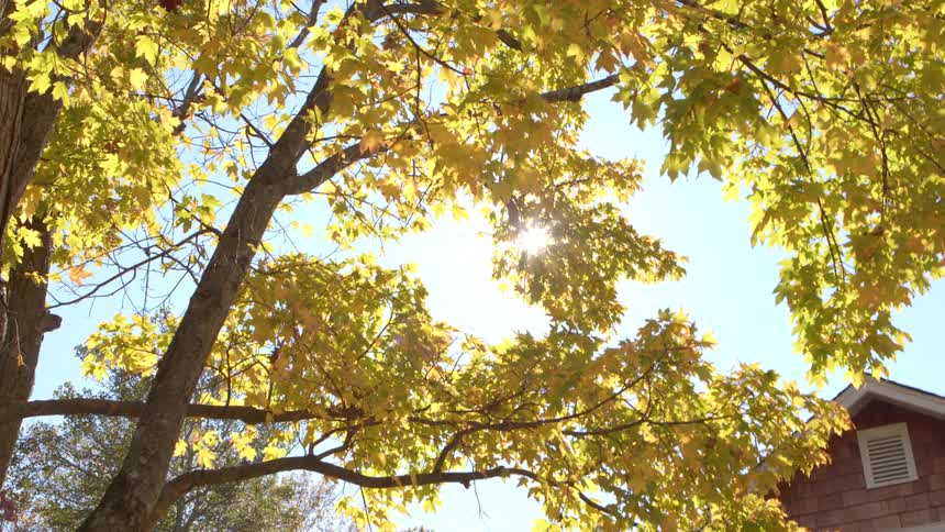 Sunlight bursts through a canopy of yellow and green autumn leaves with a house visible on the right side of the frame