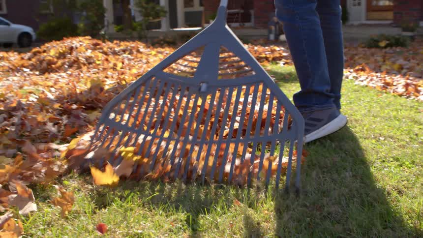 An elderly man uses a rake to gather fallen leaves from his front yard at midday