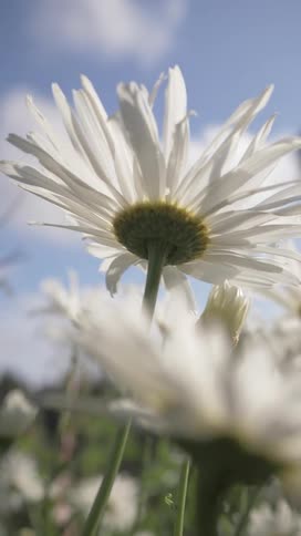 Wildflowers sway in the wind in a field under a cloudy summer sky