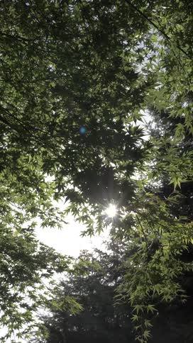 Sunlight shining through green tree leaves