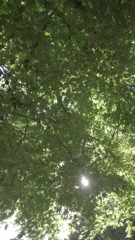 A lush green tree