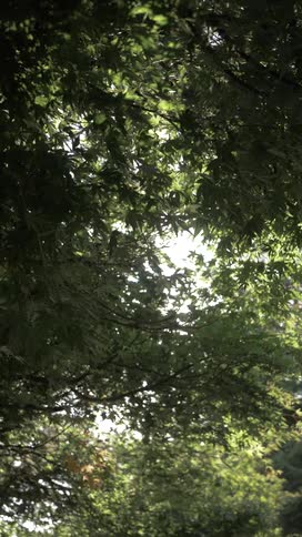 Reflection of the sun between the green leaves of a tree
