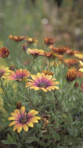 A cluster of colorful daisies with yellow and pink petals each adorned with water droplets fills the frame