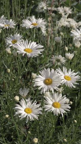 A cluster of white daisies with yellow centers is blooming in a grassy field under natural sunlight