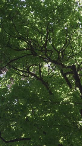 The tall trees cover the sky