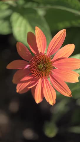 A single orange coneflower blooms brightly against a blurred green background