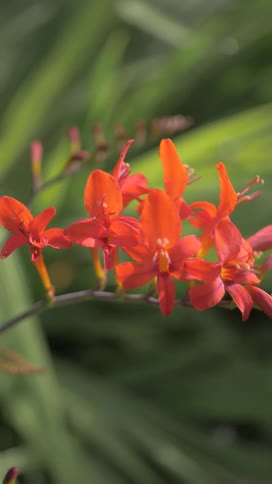 Closeup of bright redorange flowers in bloom against a soft green background