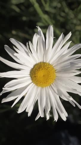 Topview of a white daisy with a yellow center moving slightly back and forth on a sunny day