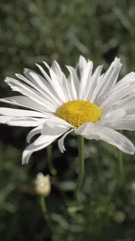 A closeup of a blooming white daisy with a yellow center in a natural outdoor setting