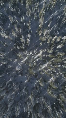 Aerial view of a snowy coniferous forest