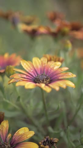 A closeup of a multicolored daisy shows its orange and pink petals covered in water droplets with a blurred background of similar flowers
