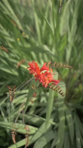 Flowers and blossoms growing on plant stalks wave in the breeze on a summer day