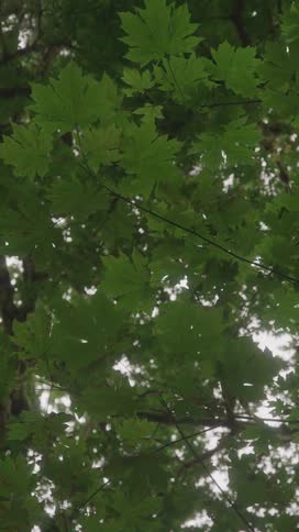 Looking up at a lush tree canopy