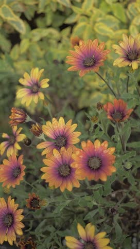 A cluster of tall flowers