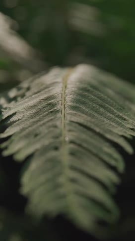 Close up of a fern leaf