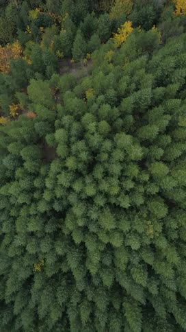Aerial view of a dense forest with green pine trees and scattered patches of yellow autumn foliage